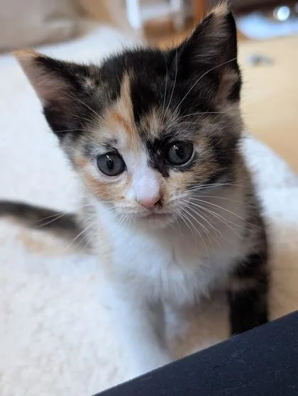 A baby small-sized female Domestic Short Hair cat named Annie for adoption in Seattle, WA