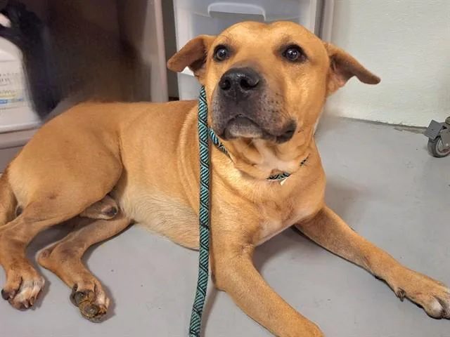 A young large-sized male Rottweiler dog named Neptune for adoption in Phoenix, AZ