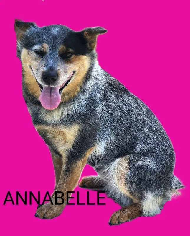 Annabelle thumbnail 3