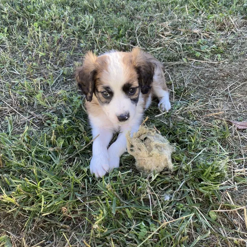 A baby small-sized male Apricot / Beige Mixed Breed dog named Hamish for adoption in Rockville, MD