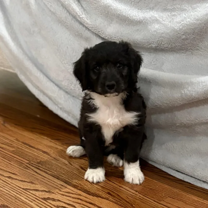 A baby small-sized male Black Poodle dog named Peter for adoption in Bessemer, AL