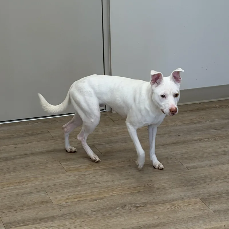 An adult medium-sized male Mixed Breed dog named Ghost for adoption in North Providence, RI
