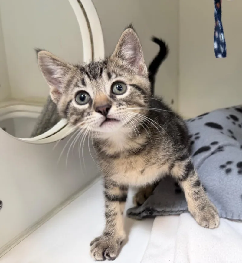 A baby medium-sized male Domestic Short Hair cat named Leon for adoption in Columbia, IL