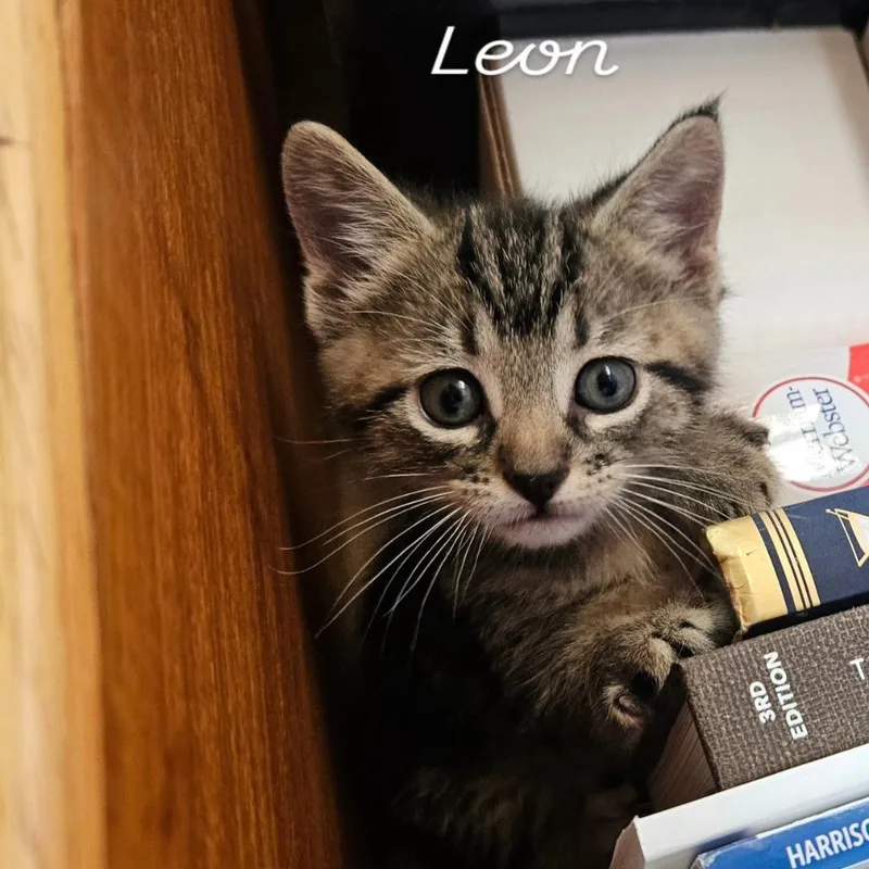 Leon thumbnail 3
