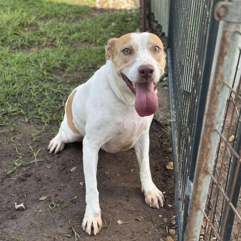 An adult large-sized female White / Cream Labrador Retriever dog named April for adoption in Anahuac, TX