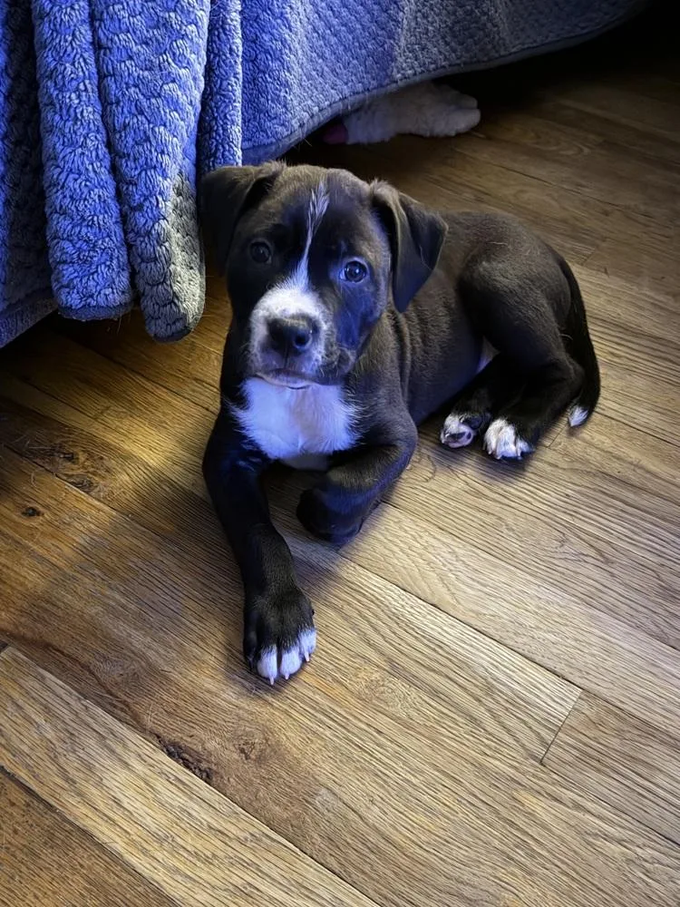 A baby medium-sized female Boxer dog named Harper Lee for adoption in Plymouth, MI