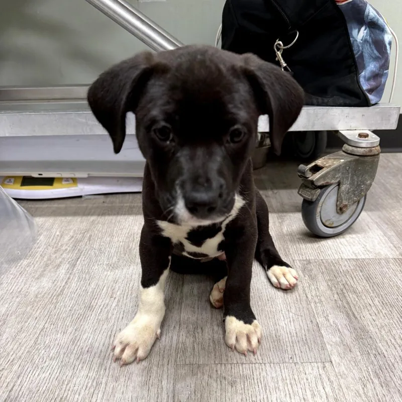 A baby medium-sized male Black American Staffordshire Terrier dog named Tinkywinky for adoption in Waldorf, MD