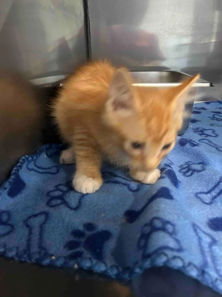 A baby small-sized male American Shorthair cat named Merlin for adoption in Glen Rose, TX