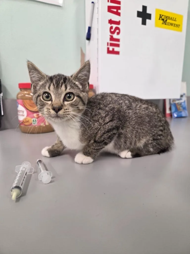 A baby medium-sized female Domestic Short Hair cat named Kidney Bean for adoption in Athens, TN