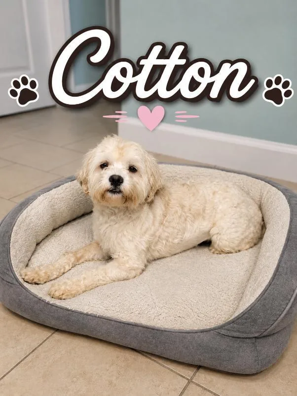 Cotton