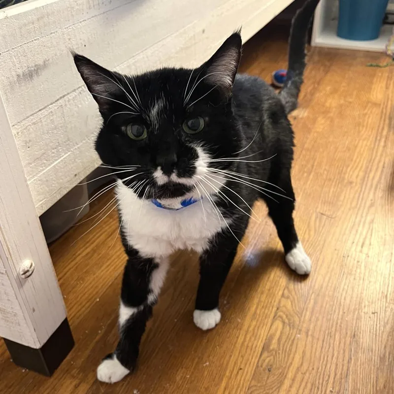 A senior medium-sized male Black Domestic Medium Hair cat named Max for adoption in Fairport, NY