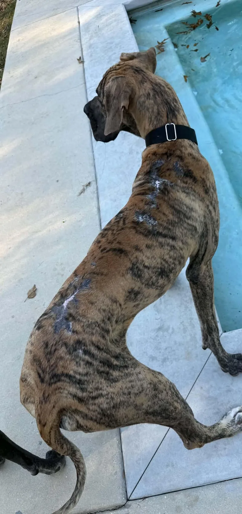 A young extra large-sized male Great Dane dog named Dutch for adoption in Pensacola, FL