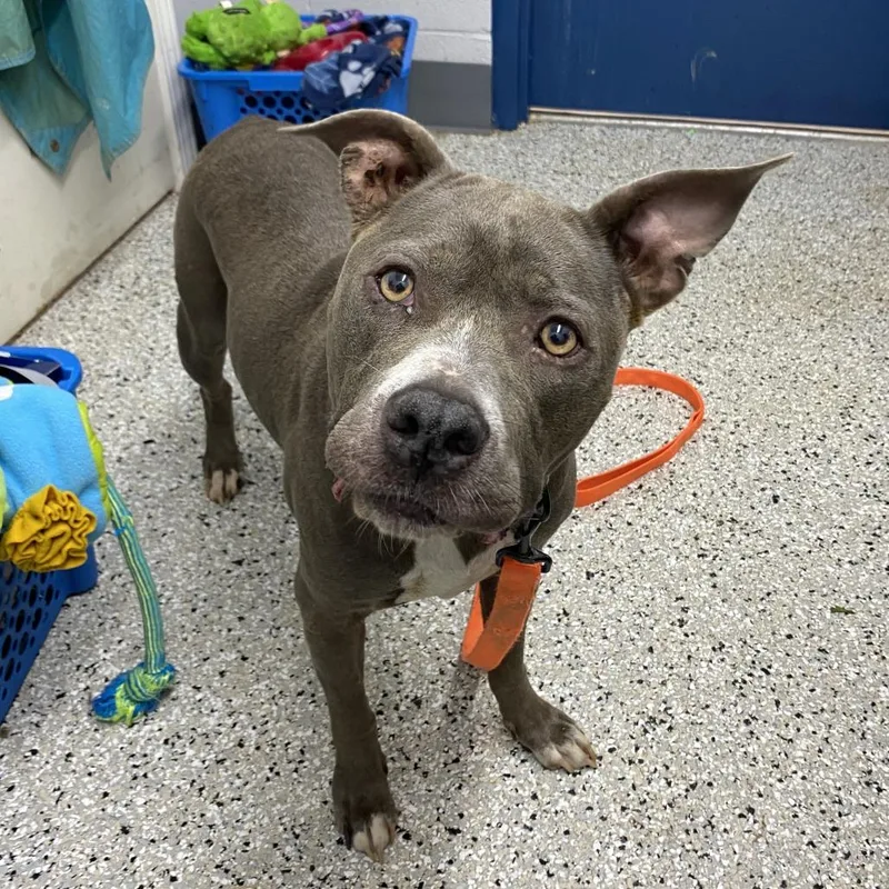 An adult medium-sized female Gray / Blue / Silver American Staffordshire Terrier dog named Hummingbird for adoption in Hattiesburg, MS