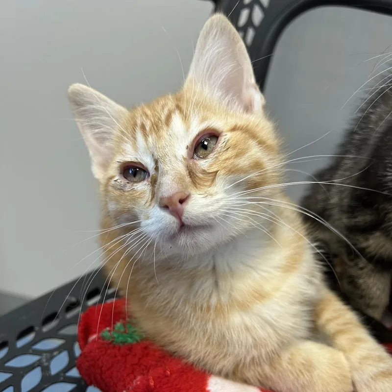 A baby small-sized male Domestic Short Hair cat named Trane for adoption in Watertown, NY