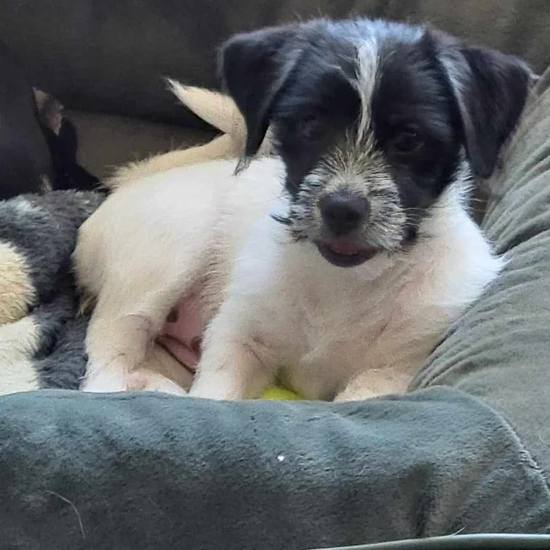 A baby small-sized female White / Cream Yorkshire Terrier dog named Kitkat  COMING SOON for adoption in Loves Park, IL