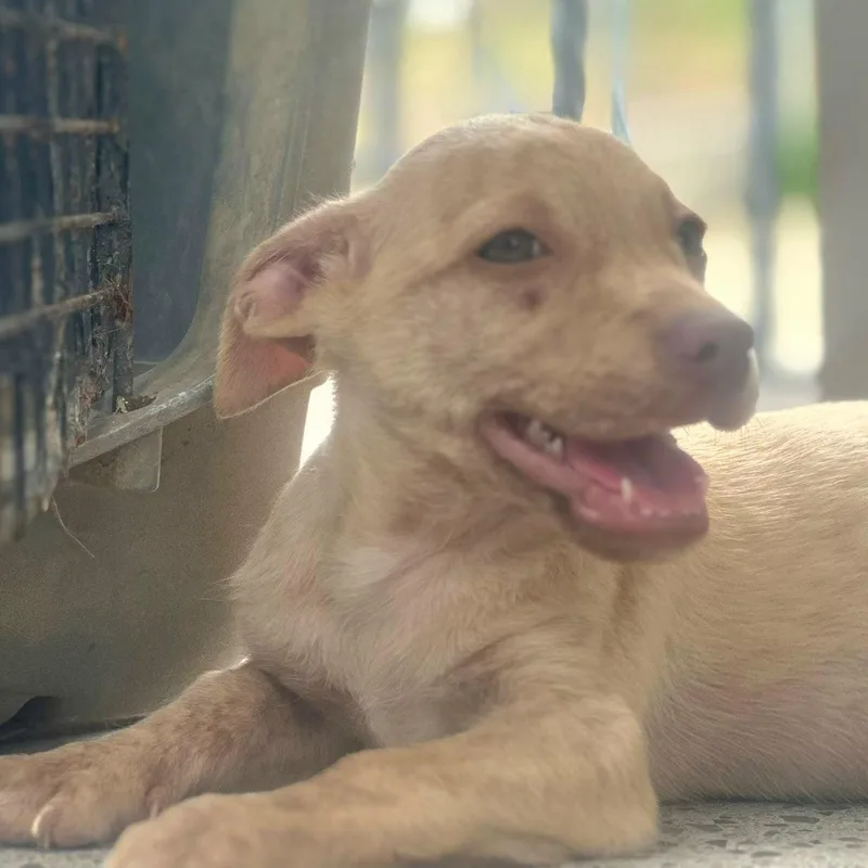 Perla Joy "let's Love!" thumbnail 2