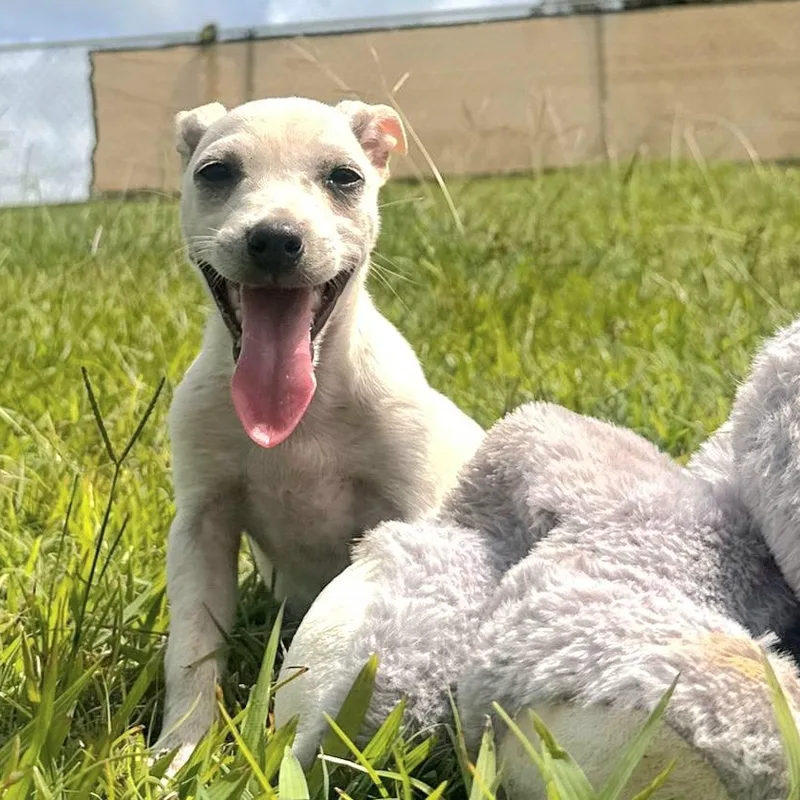 Perla Joy "let's Love!" thumbnail 4