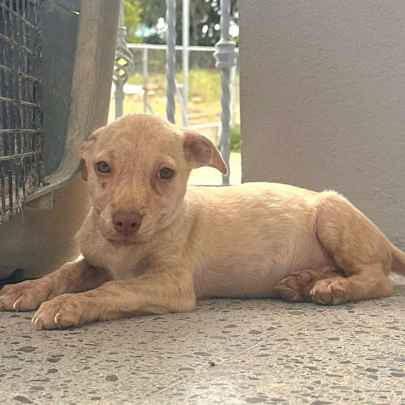 Perla Joy "let's Love!" thumbnail 5