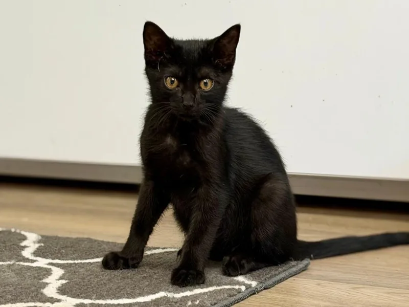 A baby medium-sized male Black Domestic Short Hair cat named Newt for adoption in Grove City, OH