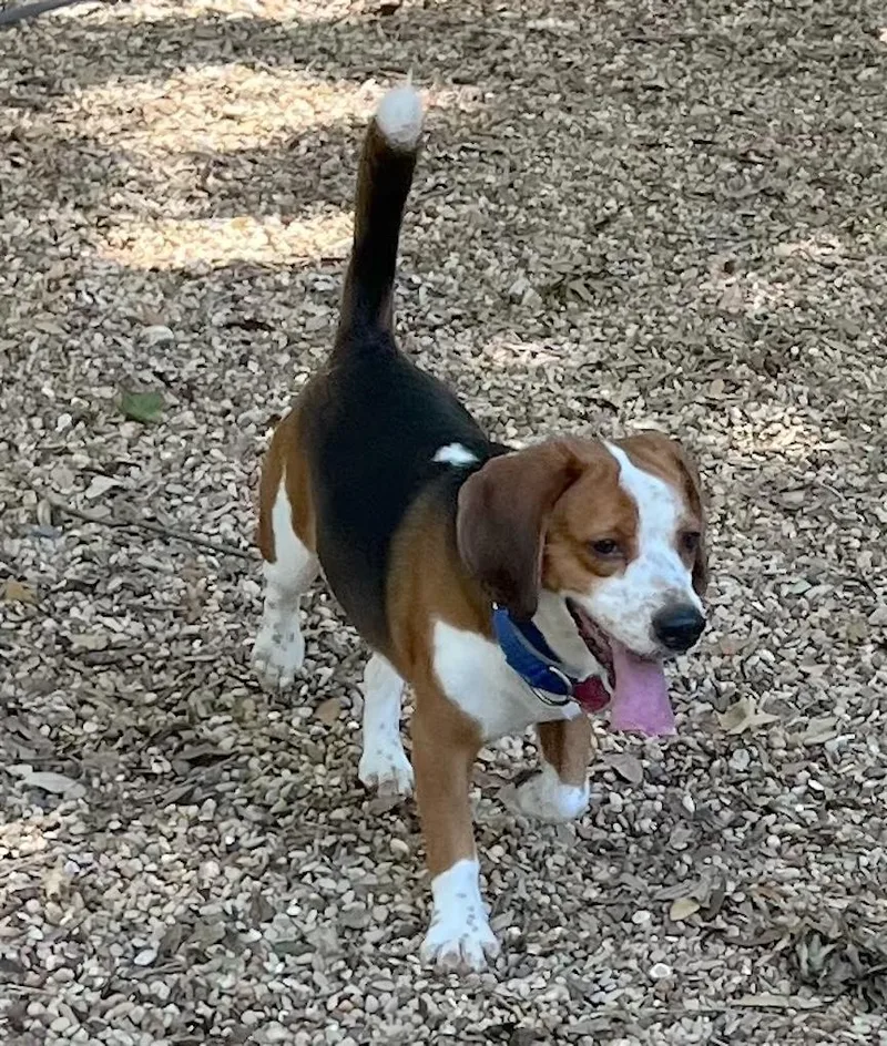 An adult small-sized male Tricolor (Brown, Black, & White) Beagle dog named Kenzo for adoption in Tomball, TX