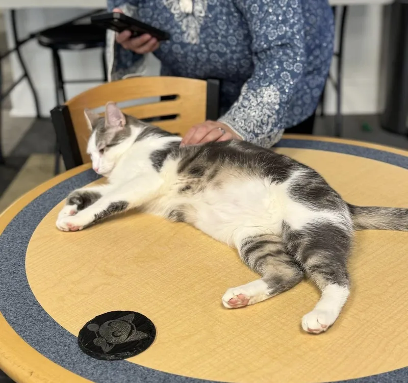 A young medium-sized male Gray & White Domestic Short Hair cat named Duncan for adoption in Boiling Springs, PA