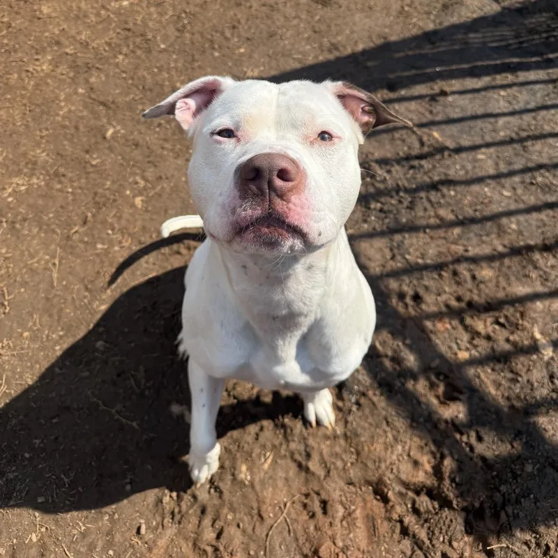An adult large-sized male White / Cream Pit Bull Terrier dog named Marshall for adoption in Lynchburg, VA