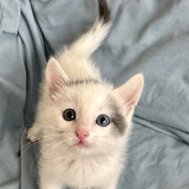 A baby small-sized male Domestic Short Hair cat named Griffin for adoption in Auburn, CA