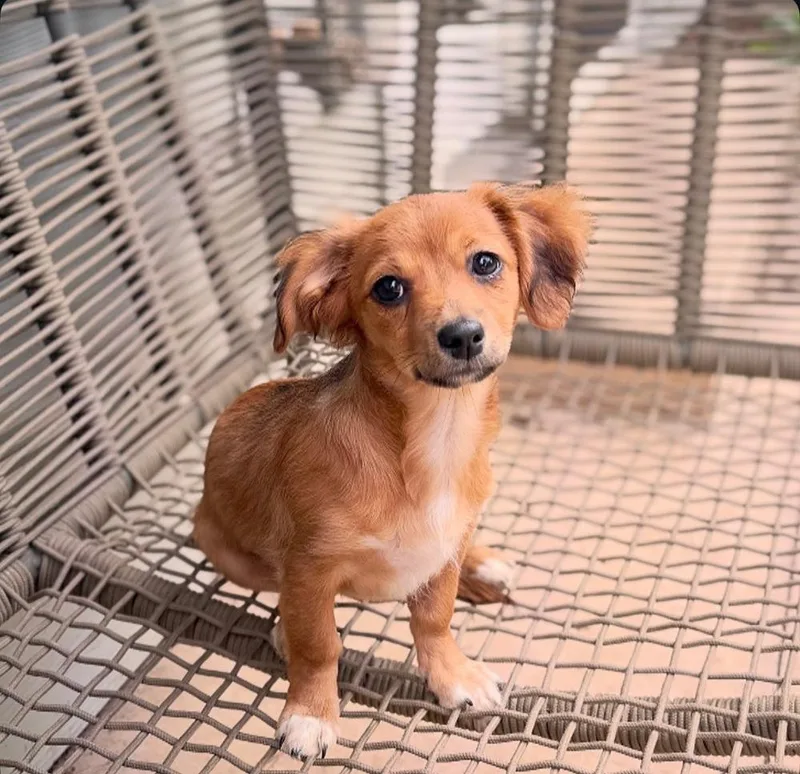 A baby small-sized male Brown / Chocolate Dachshund dog named Margo for adoption in Los Angeles, CA
