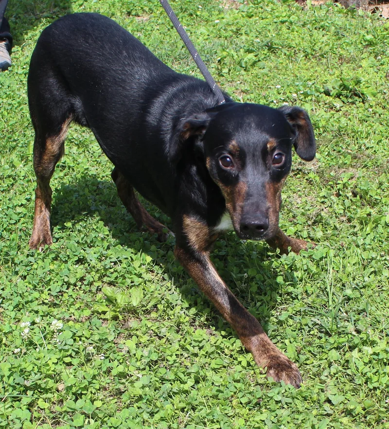 An adult medium-sized male Hound dog named Jason for adoption in Heath, OH