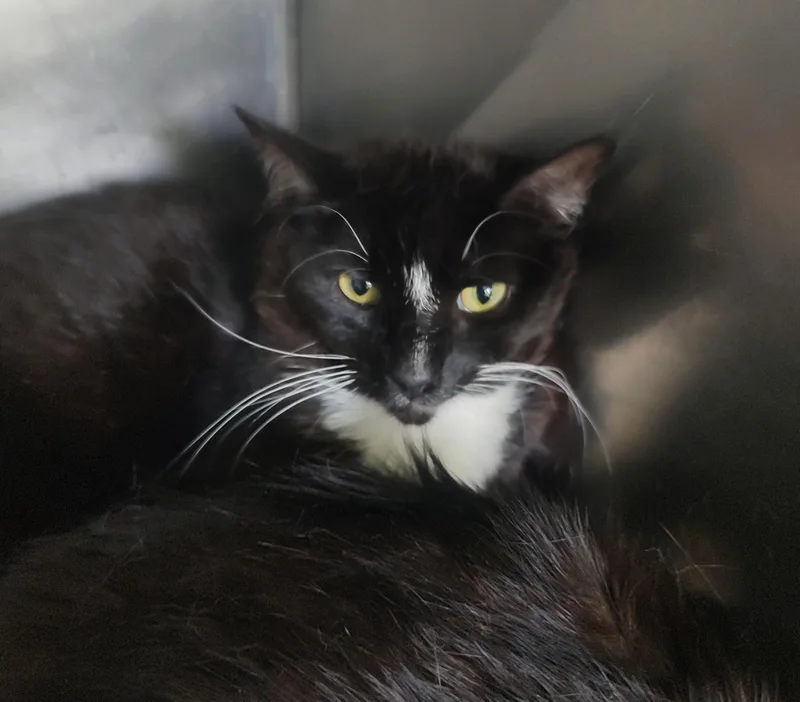 A young large-sized male Black Domestic Short Hair cat named Ben for adoption in Newburgh, NY