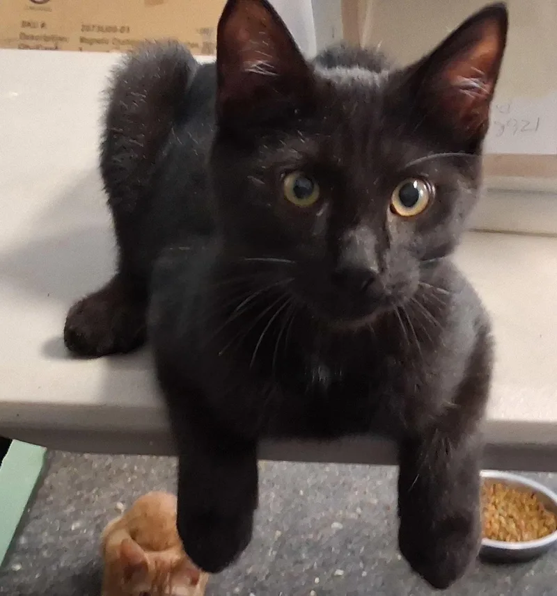 A baby medium-sized female Black Domestic Short Hair cat named Mavis for adoption in Mcconnelsville, OH