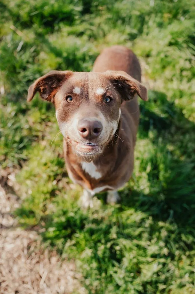 Daisy  Sponsored By thumbnail 2