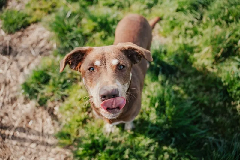 Daisy  Sponsored By thumbnail 3