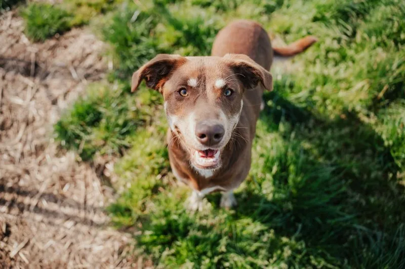 Daisy  Sponsored By thumbnail 4