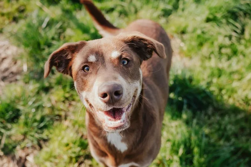 Daisy  Sponsored By thumbnail 5