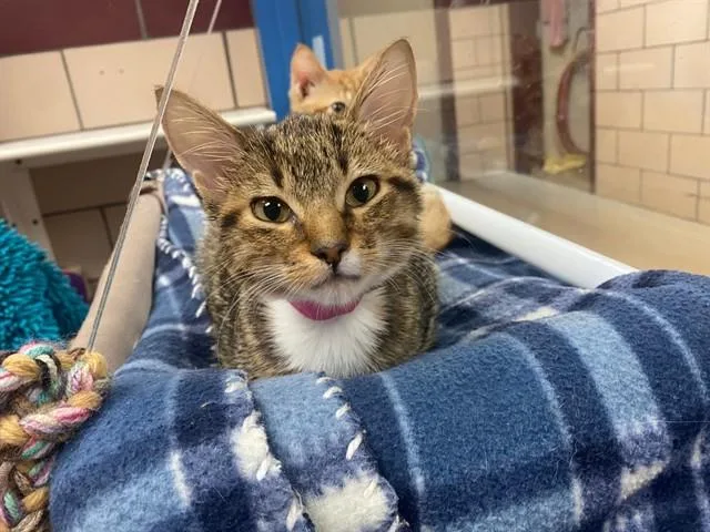 A baby small-sized female Domestic Short Hair cat named Croissant for adoption in Fort Wayne, IN