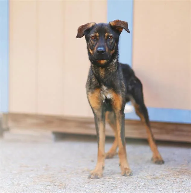 A young medium-sized male German Shepherd Dog dog named Blippi for adoption in Albuquerque, NM