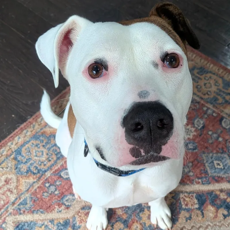 Tinderheart Bear thumbnail 2