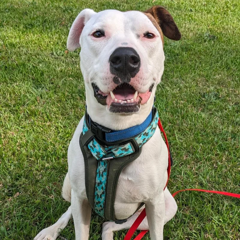 Tinderheart Bear thumbnail 3