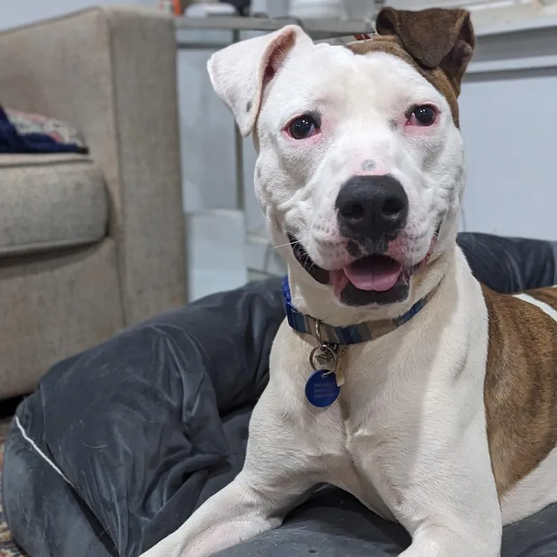 Tinderheart Bear thumbnail 4