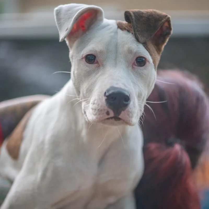 Tinderheart Bear thumbnail 6