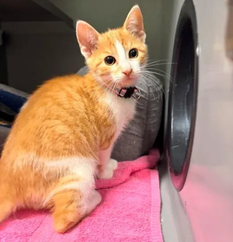 A baby small-sized female Domestic Short Hair cat named Anemone for adoption in Leesburg, VA