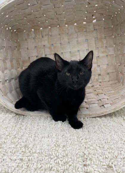 An adult small-sized male Domestic Short Hair cat named Gordo for adoption in Bowling Green, KY