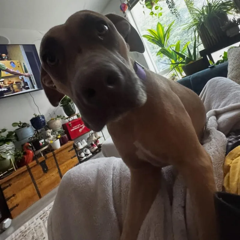 A young medium-sized female Pit Bull Terrier dog named Penelope for adoption in Philadelphia, PA