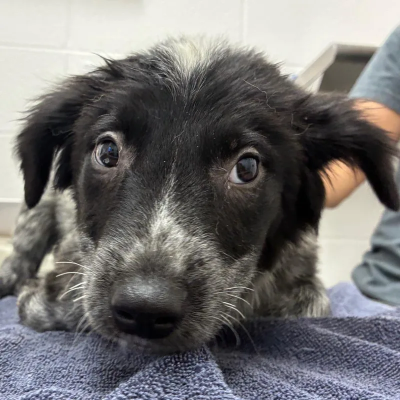 A baby small-sized female Black Australian Cattle Dog / Blue Heeler dog named Carmine for adoption in Corpus Christi, TX