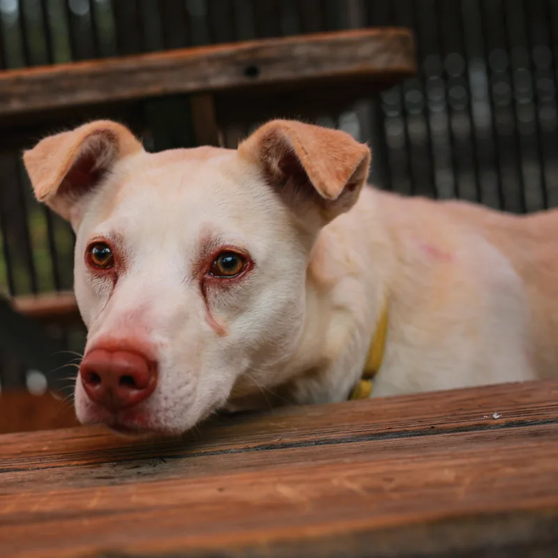 A young medium-sized female Apricot / Beige Mixed Breed dog named Trix Perfect Size Girl for adoption in Grass Valley, CA