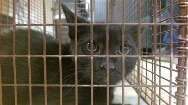 A baby small-sized male Domestic Short Hair cat named Machi for adoption in Miami, FL