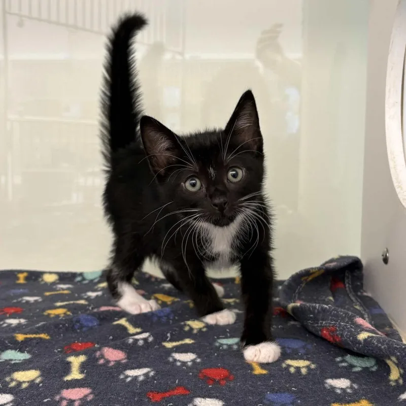 A baby small-sized female Black Domestic Short Hair cat named Mildred for adoption in Beaumont, TX