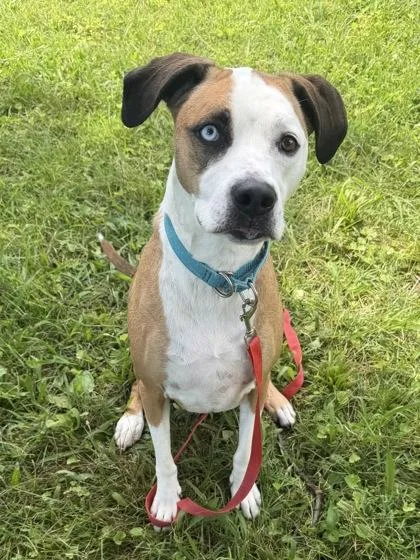 An adult large-sized female Brown / Chocolate Mixed Breed dog named Gingerbread for adoption in Kansas City, MO