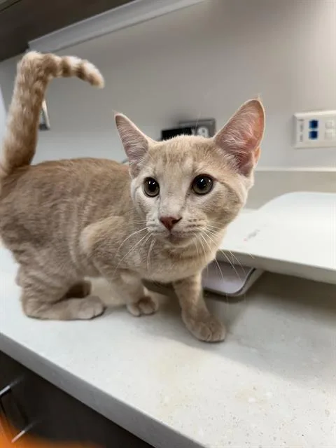 A young small-sized male Domestic Short Hair cat named Finn for adoption in Baytown, TX